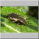 Pentatoma rufipes - Wanzenlarve 01.jpg